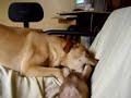 Big dog and puppy Playing Big dog and puppy Playing