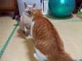 ニャンコファイト