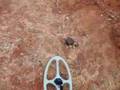 finding a meteorite. while gold prospecting.