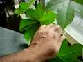 The castor bean plant, Ricinus communis, easy growing