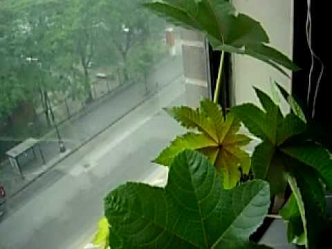 how to care for esperanza plant