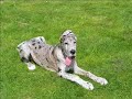 great dane and german shepard