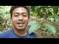 Kebun Kopi || Tanam Kopi - Bisnis Baru