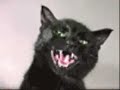 Jack the Cat (mean kitty) journal. #2.- Tortured by the humans. I\ Jack the Cat (mean kitty) journal. #2.- Tortured by the humans. I\