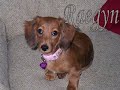 Dachsie Crazy 2007 Dachsie Crazy 2007