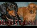 Dachsie Crazy 2007