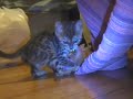 Rurik and Carabas Play