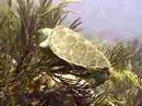 Sea Turtle Munching coral