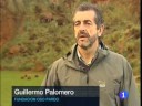 Osos pardos en la Cornisa Cant�brica
