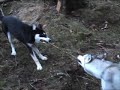 Visko och Zappi drar i en rot