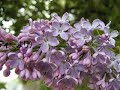 癒し系の音楽（ライラックの香り）relaxing　healing the fragrance of the lilac 