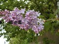 癒し系の音楽（ライラックの香り）relaxing　healing the fragrance of the lilac 
