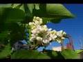 癒し系の音楽（ライラックの香り）Relaxing　Healing(The fragrance of the lilac)