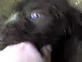 mes-petits-chou.html