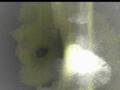 videos de hehehe