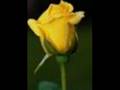 Celaleddin Ada B�lb�l