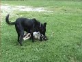 Grimm & Buddy Playing Grimm & Buddy Playing