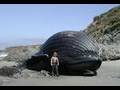 Japan Interviews #4 - Eating Whales & Dolphins