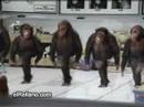 Dancing monkeys