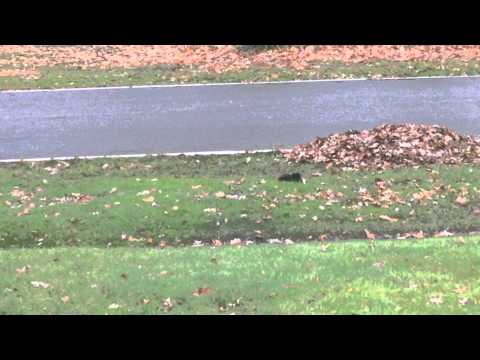 WATCH: Tippy The Fainting Squirrel