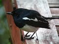 Oriental Magpie-Robin - Copsychus saularis