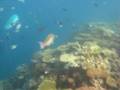 videos de Great Barrier Reef 6 - Parrot Fish