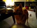 Finnish Spitz says Yippee