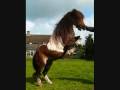paarden kunstjesss