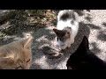 Кот ест живую змею