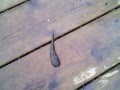 Leech Moving Along the Dock