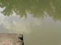 crocdile escape at kota tinggi