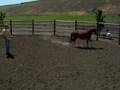 jivin jenkins in round pen