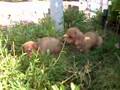 Salchicha video