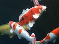 Koi Carp Koi Carp