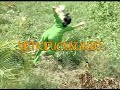 crazy chick chasing a crazed chicken