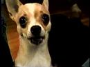 Atomic Dog Atomic Dog