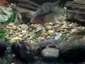 geophagus proximus
