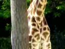 Girafe zoo de la Palmyre St palais sur mer