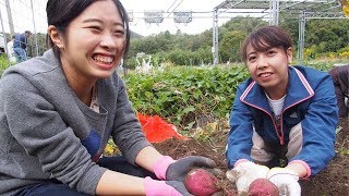 ソーラシェアリング下のサツマイモ堀り