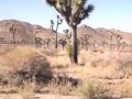 California 「Joshua Tree(ジョシュア・トゥリー) National Park」