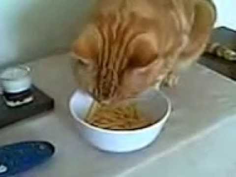 Funny cats