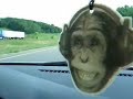 monkey-dj-air-freshe