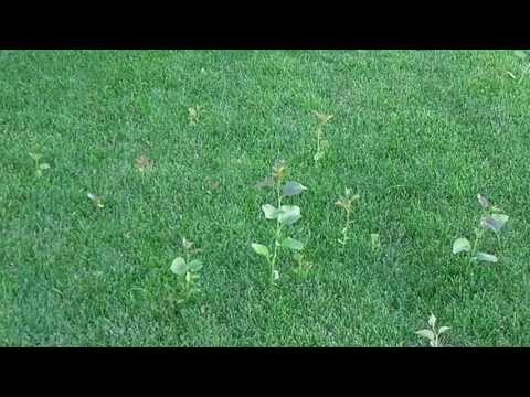 how to transplant a quaking aspen