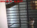 quickie!!!!!!  Zebra finches mating