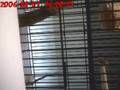 quickie!!!!!! Zebra finches mating