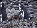 Magellanic Penquin Sanctuary. Isla Magdalena, Chile.wmv Magellanic Penquin Sanctuary. Isla Magdalena, Chile.wmv