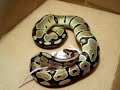 Ball Python Feeding