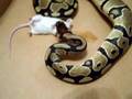 Ball Python Feeding