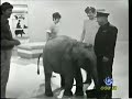 the infamous blue peter moment without canned laughter.