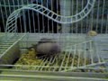 Camundongos em sua casa